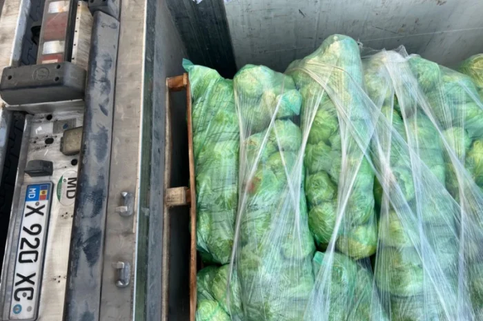 Молодая капуста- фото № 3