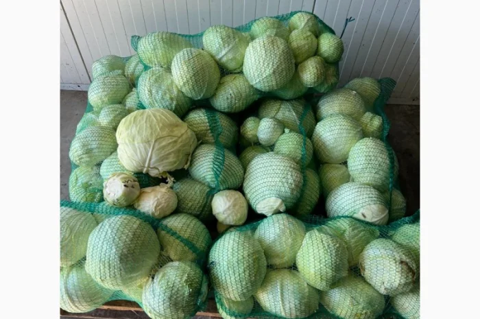 Капуста сорт Зенон на переробку- фото № 1