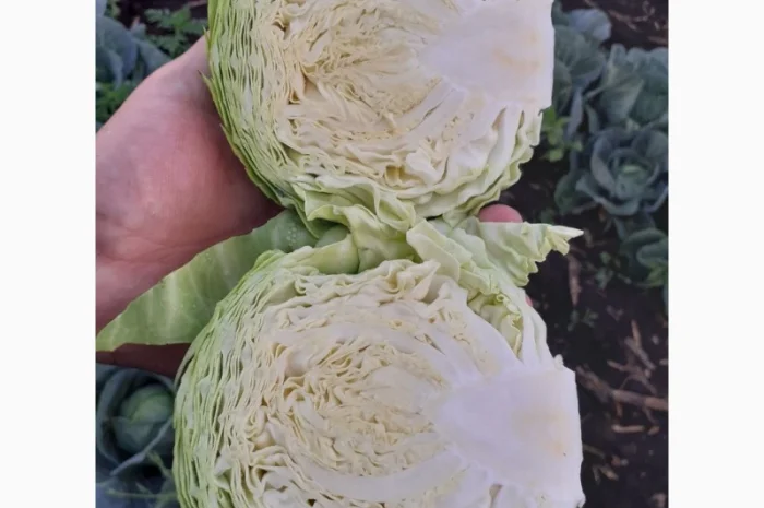 Продам ранню капусту, сорт Сір- фото № 2