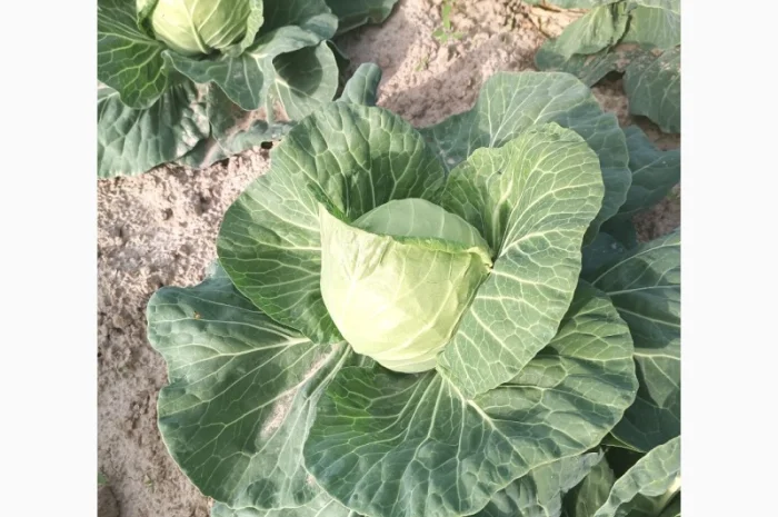 Продам капусту- фото № 1