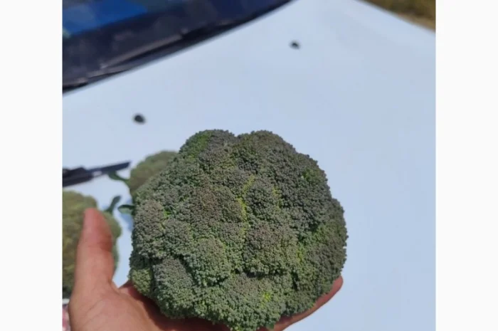 Продам капусту брокколи- фото № 3