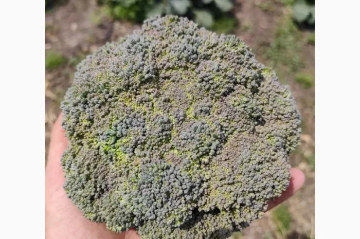 Продам капусту брокколи- фото № 5