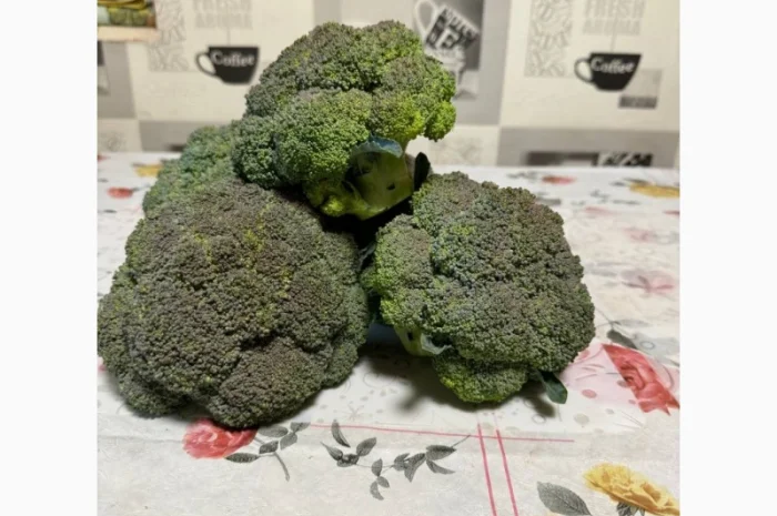 Продам капусту брокколи- фото № 6