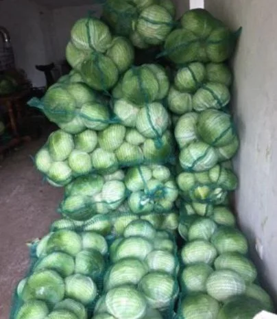 Капуста- фото № 1
