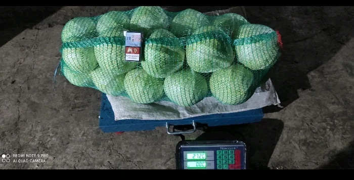 Продам капусту білоголову та червоноголову. Вага 1-2.5кг. Тел.Q975816442- фото № 1