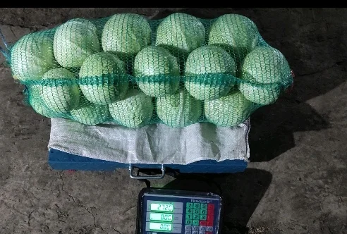Продам капусту білоголову та червоноголову. Вага 1-2.5кг. Тел.Q975816442- фото № 2