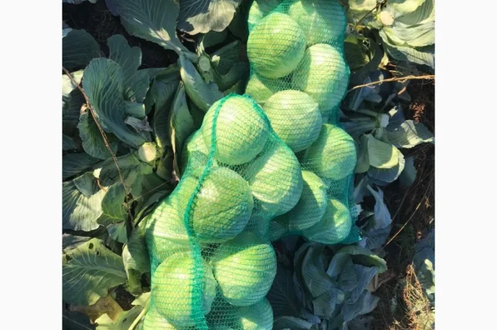 Продам капусту Золочівський р-йон- фото № 1