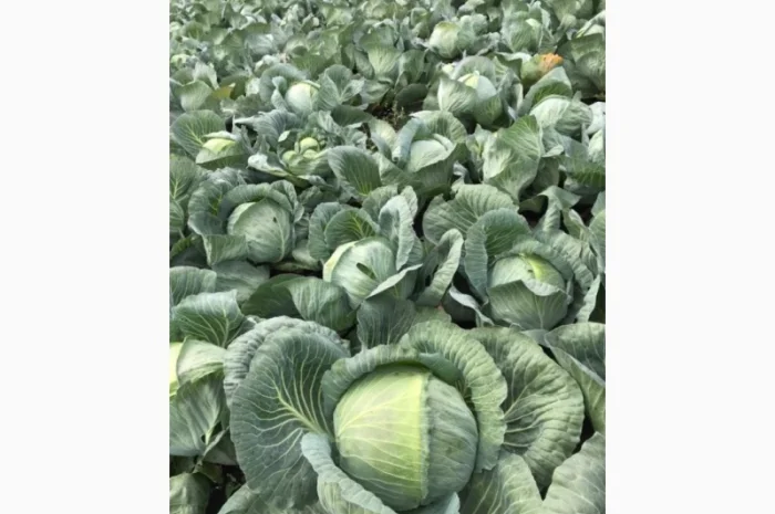 Продам капусту Золочівський р-йон- фото № 3