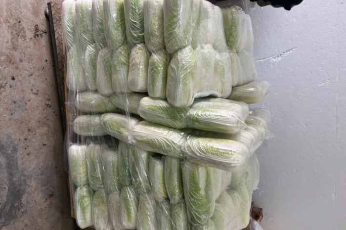 Продам Пікінку- фото № 3