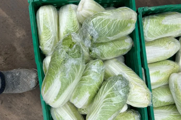 Продам Пікінку- фото № 4