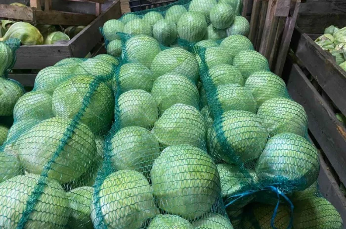 Продам капусту «Сторідор»- фото № 1