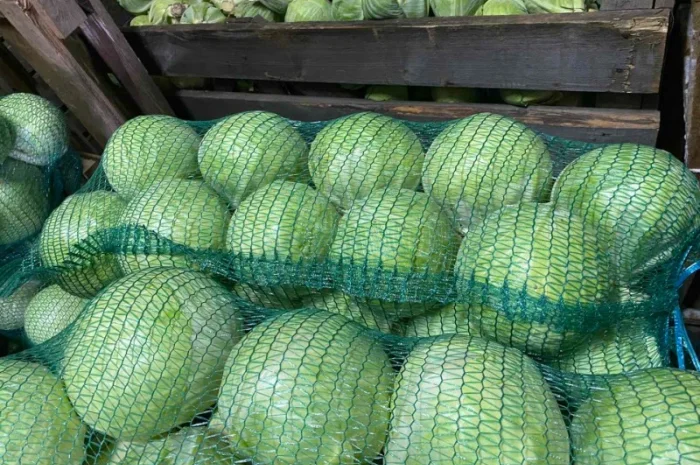 Продам капусту «Сторідор»- фото № 2