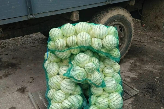 Продам капусту- фото № 1