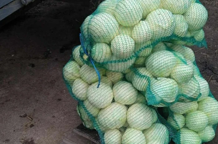 Продам капусту- фото № 2