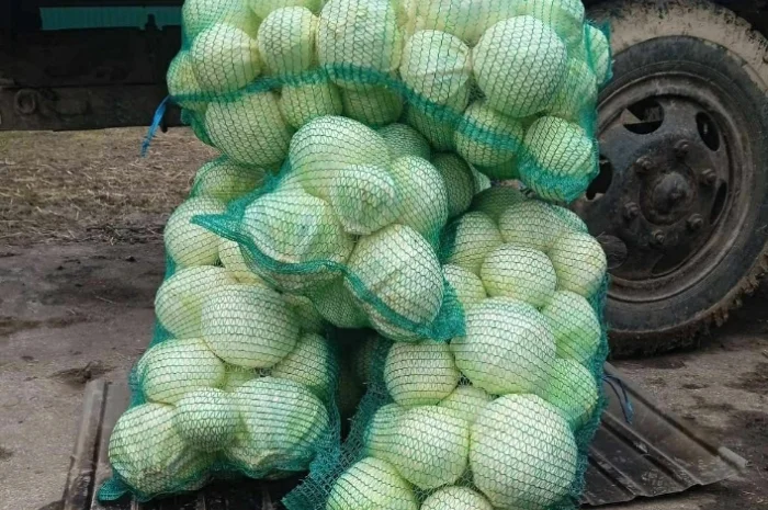 Продам капусту- фото № 3