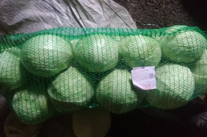 Продам капусту- фото № 1