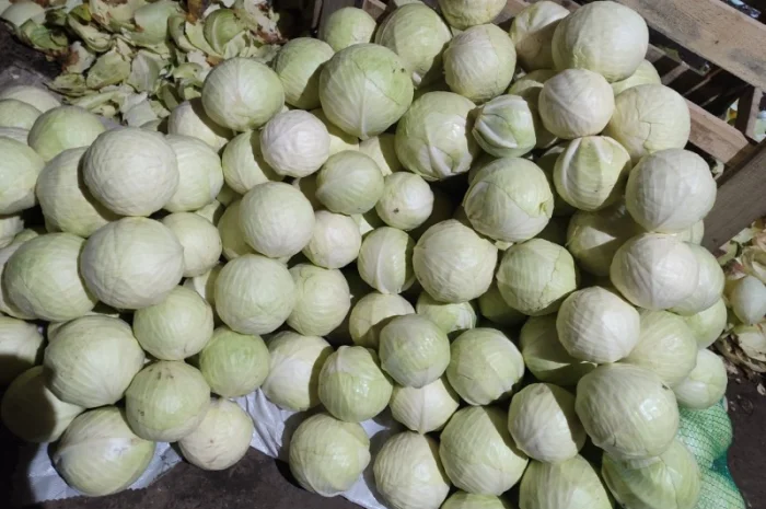 Продам капусту- фото № 3