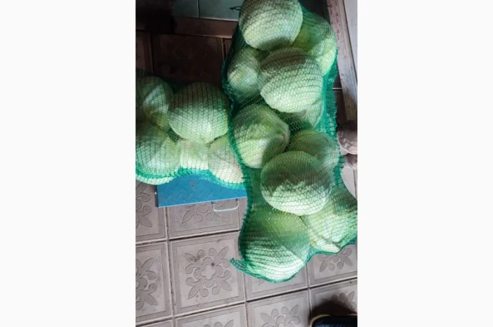 Продаємо Капусту- фото № 2