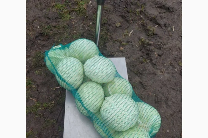 Продаємо Капусту- фото № 3