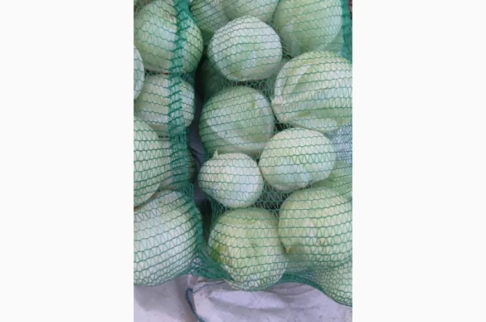 Продаємо Капусту- фото № 4