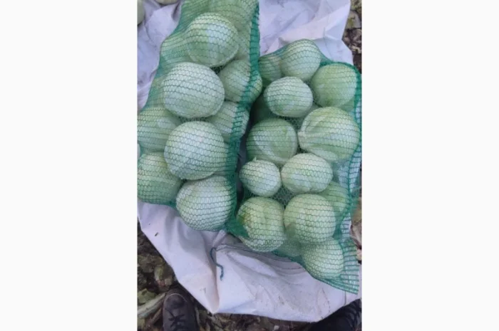 Продаємо Капусту- фото № 5