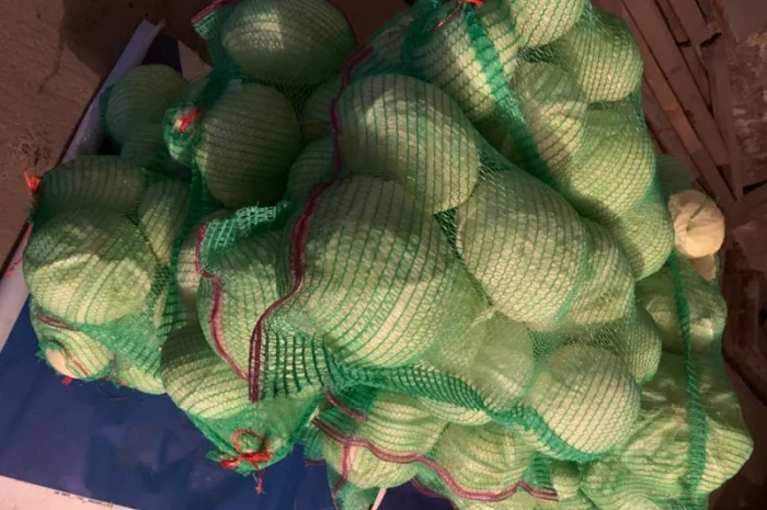 Продам капусту малими обʼємами сорт агресор- фото № 2