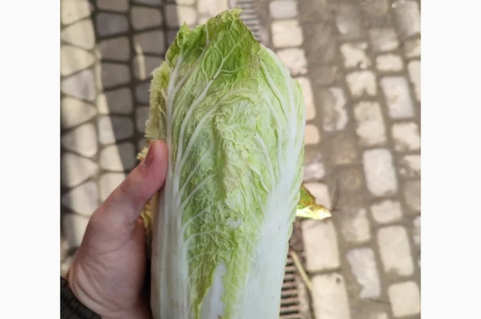 Продам пекінську капусту- фото № 2