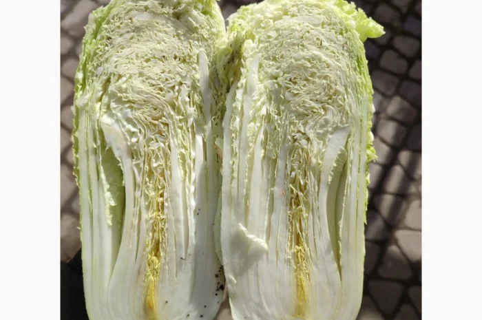 Продам пекінську капусту- фото № 3