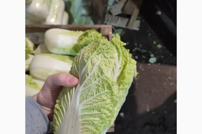Продам пекінську капусту- фото № 4