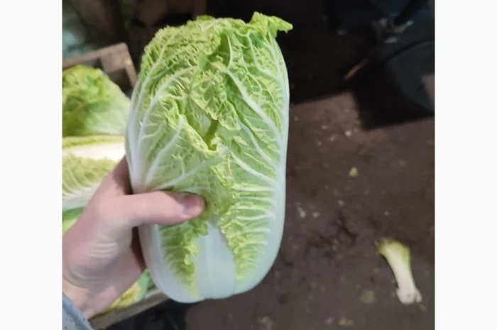 Продам пекінську капусту- фото № 5