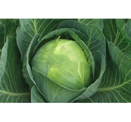 Продам Капусту- фото № 2