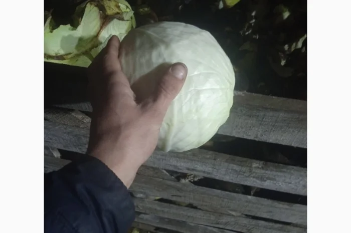 Продам Капусту- фото № 4