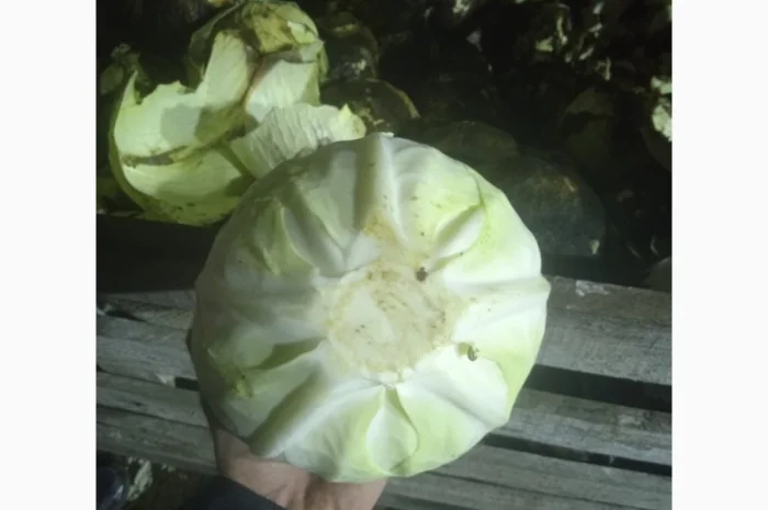 Продам Капусту- фото № 5