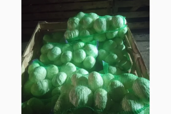 Продам Капусту- фото № 6