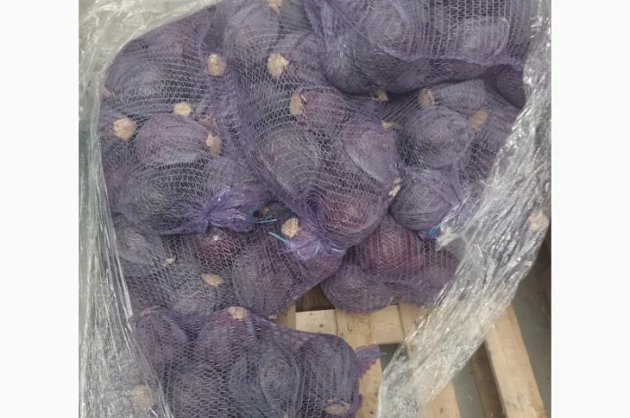 Продам краснокочанную капусту- фото № 2