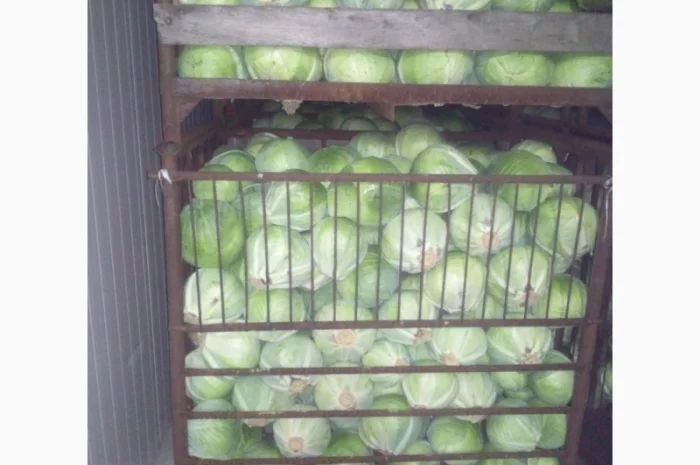 Продам белокочанную капусту- фото № 1