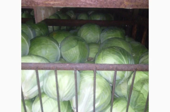 Продам белокочанную капусту- фото № 2