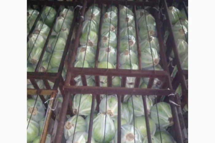 Продам белокочанную капусту- фото № 3