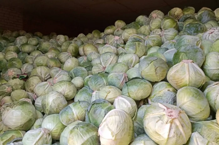 Капуста белокачанка сорта Агрессор F1 на продажу- фото № 2