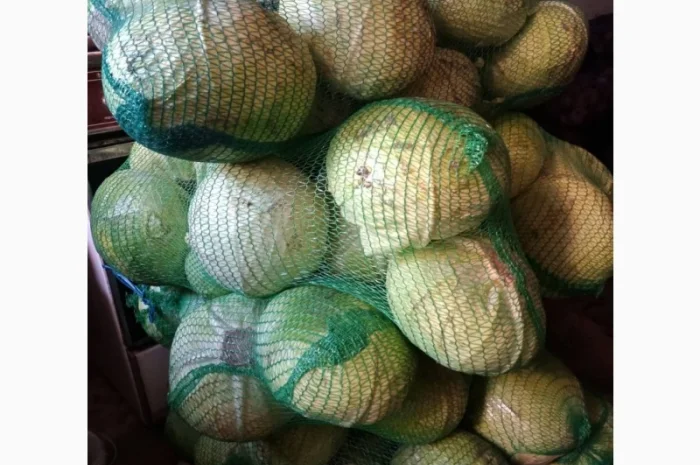 Продам капусту белокачанку сорт Агрессор F1, Зенон F1 та Сторідор F1- фото № 2