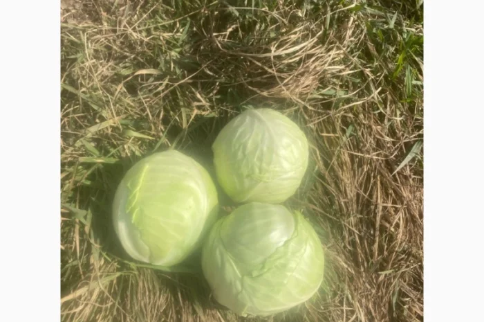 Капуста Кеплер- фото № 1