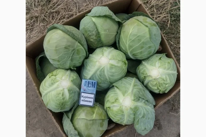 Продам молодую капусту- фото № 1