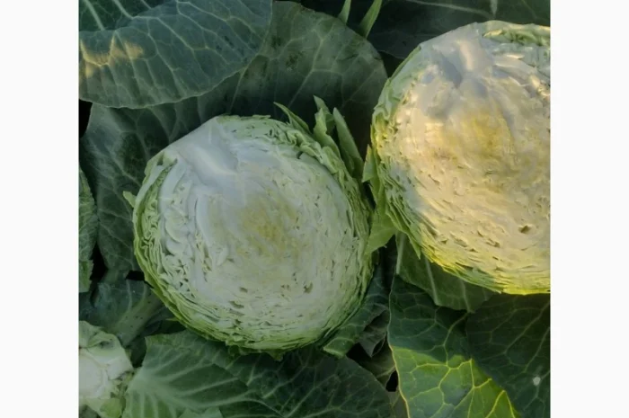 Продам молодую капусту- фото № 2