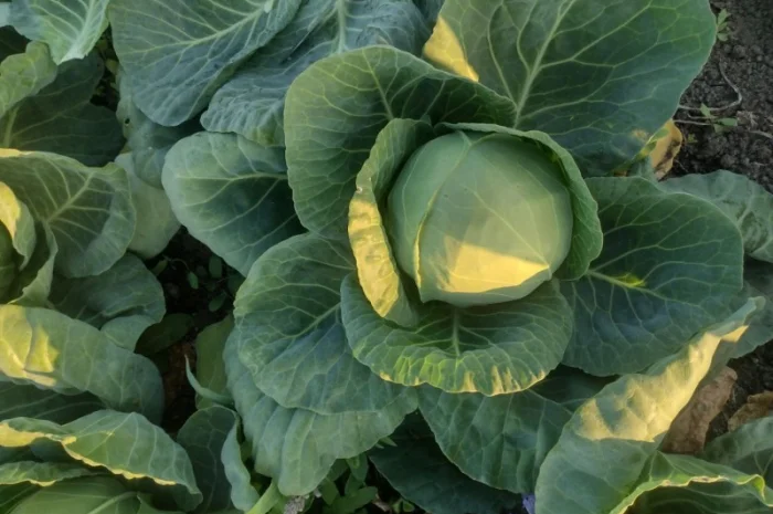 Продам молодую капусту- фото № 3