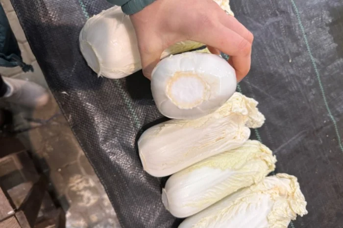 Пекінська капуста- фото № 3