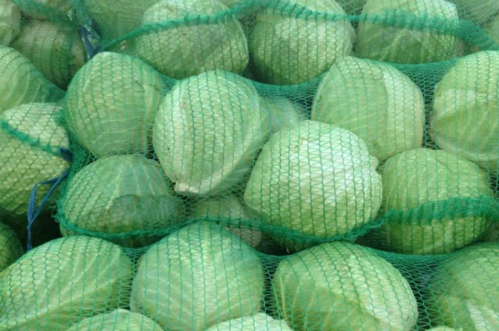 Купим капусту- фото № 2