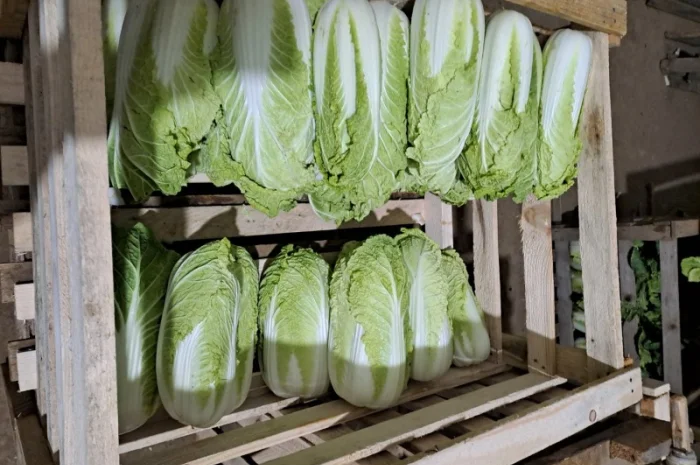 Продам Пекінку- фото № 1