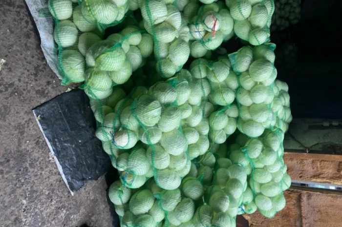 Продам капусту. Сорт Агресор, Сторідор- фото № 1