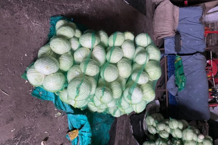 Продам капусту. Сорт Агресор, Сторідор- фото № 2