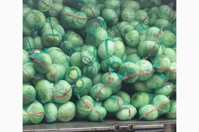 Продається білокачанна капуста. Сорт Агресор. Ціна договірна- фото № 1